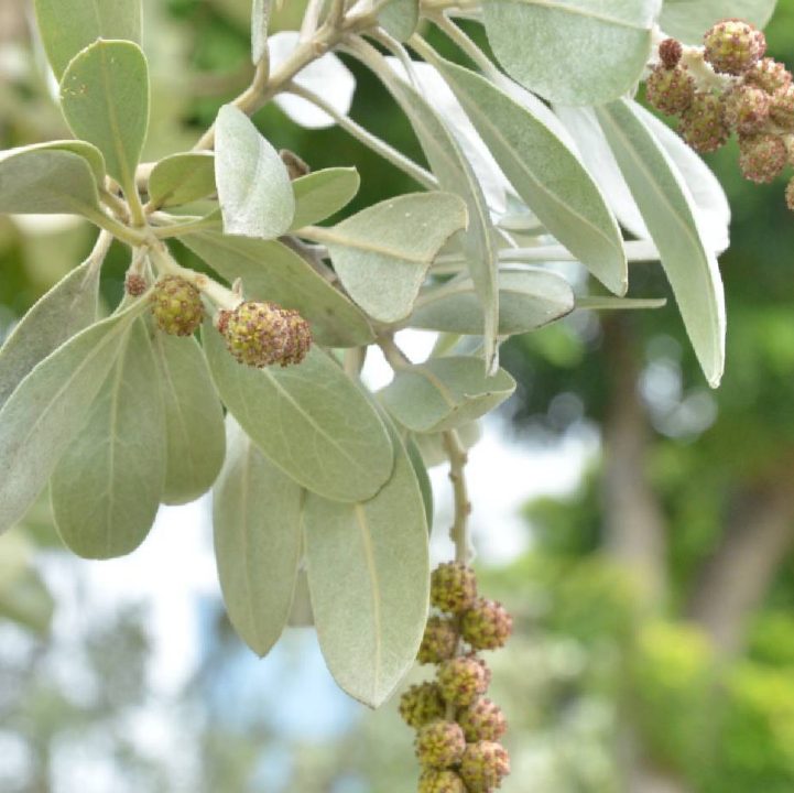 Silver Buttonwood &lt;i&gt;(Conocarpus erectus var. sericeus)&lt;/i&gt;