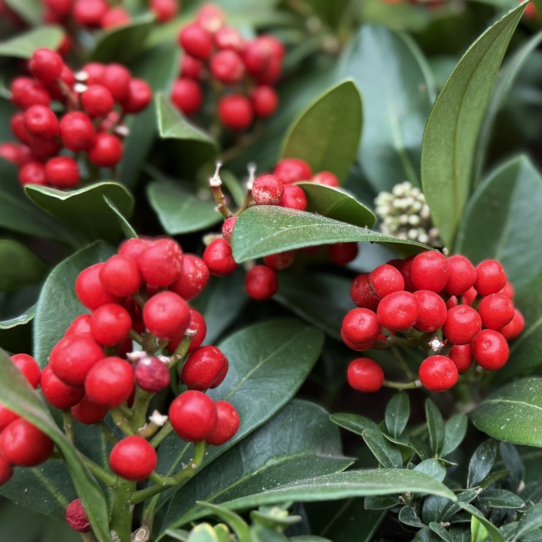 Japanese Skimmia (&lt;i&gt;Skimmia japonica&lt;/i&gt; &lsquo;Temptation&rsquo;)