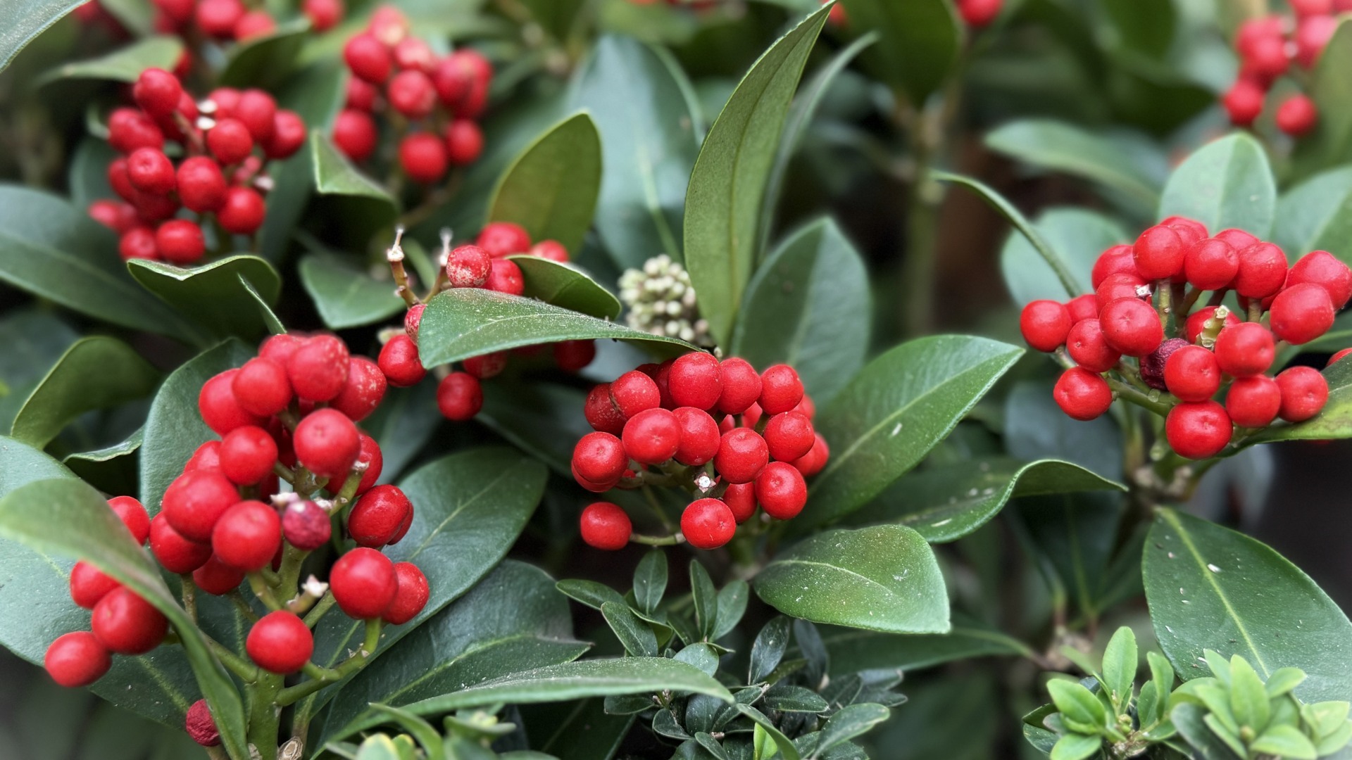 Japanese Skimmia (<i>Skimmia japonica</i> ‘Temptation’)