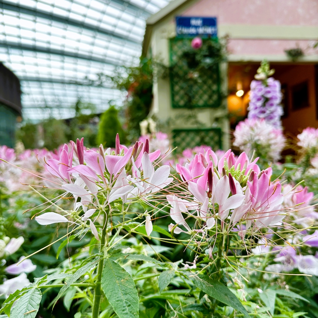 Spider Flower (&lt;i&gt;Cleome houtteana&lt;/i&gt;) 