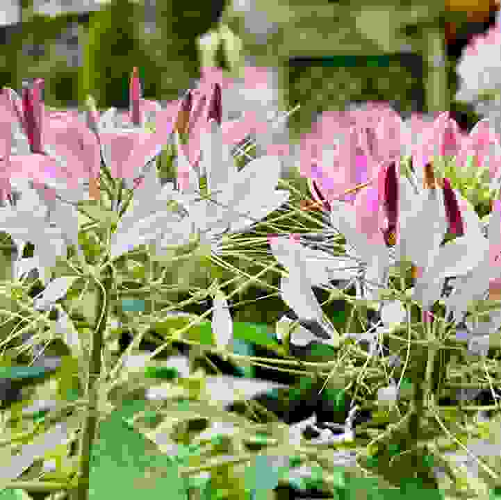 Spider Flower (&lt;i&gt;Cleome houtteana&lt;/i&gt;) 