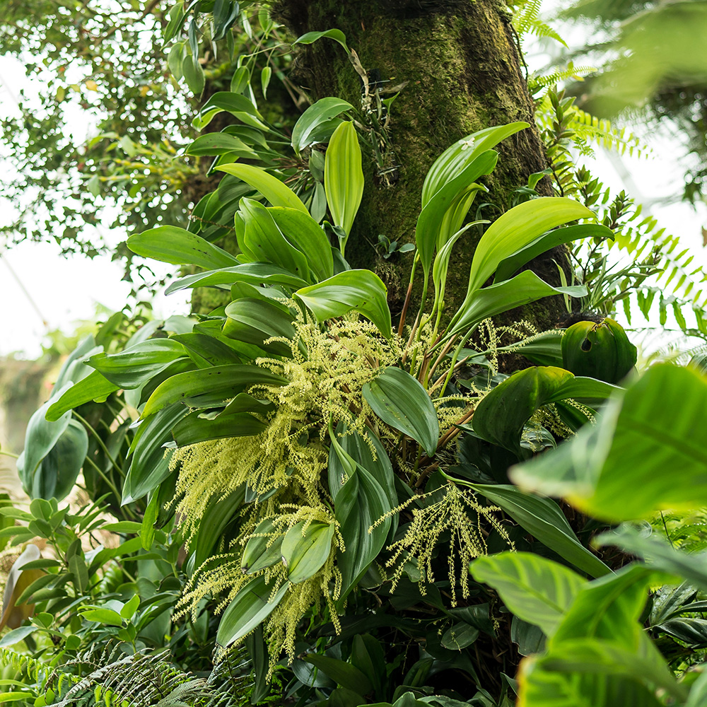 &lt;i&gt;Stelis dapsilis&lt;/i&gt;