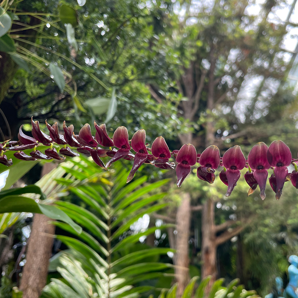 &lt;i&gt;Stelis maxima&lt;/i&gt;