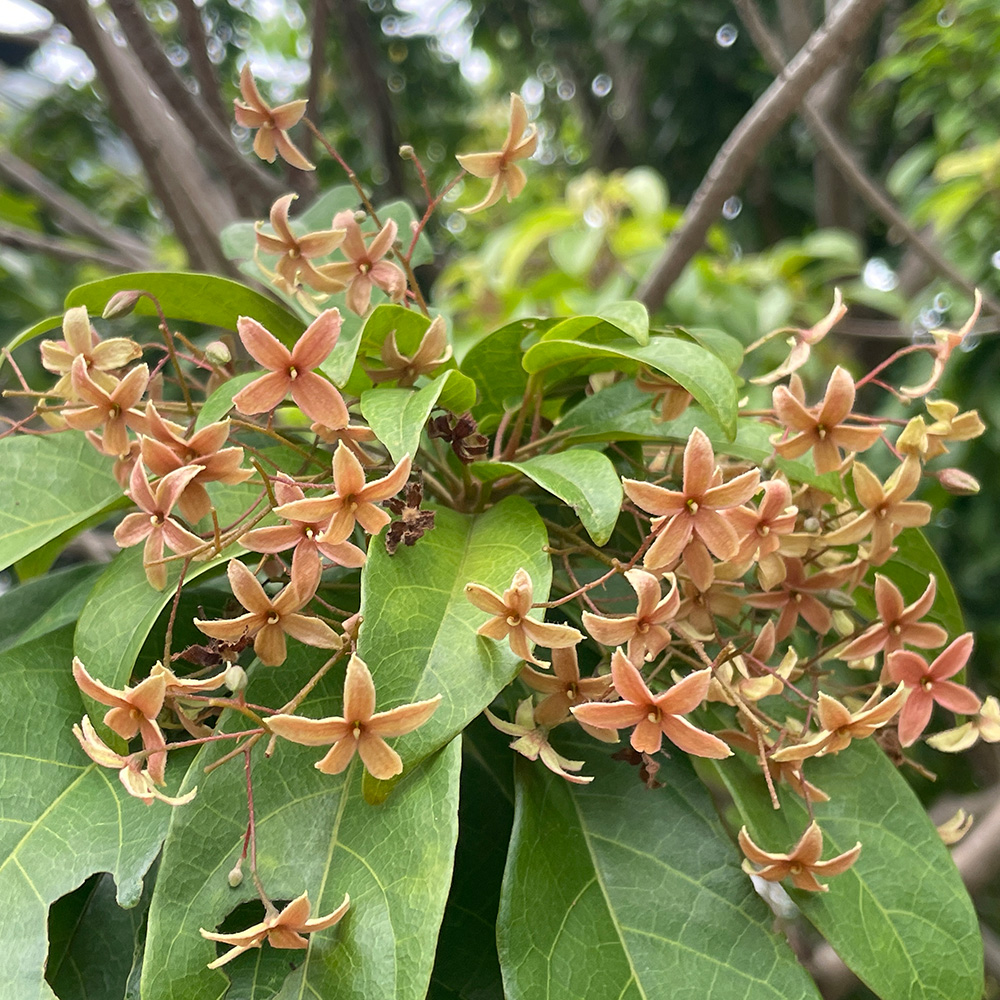 &lt;i&gt;Sterculia lanceolata&lt;/i&gt;