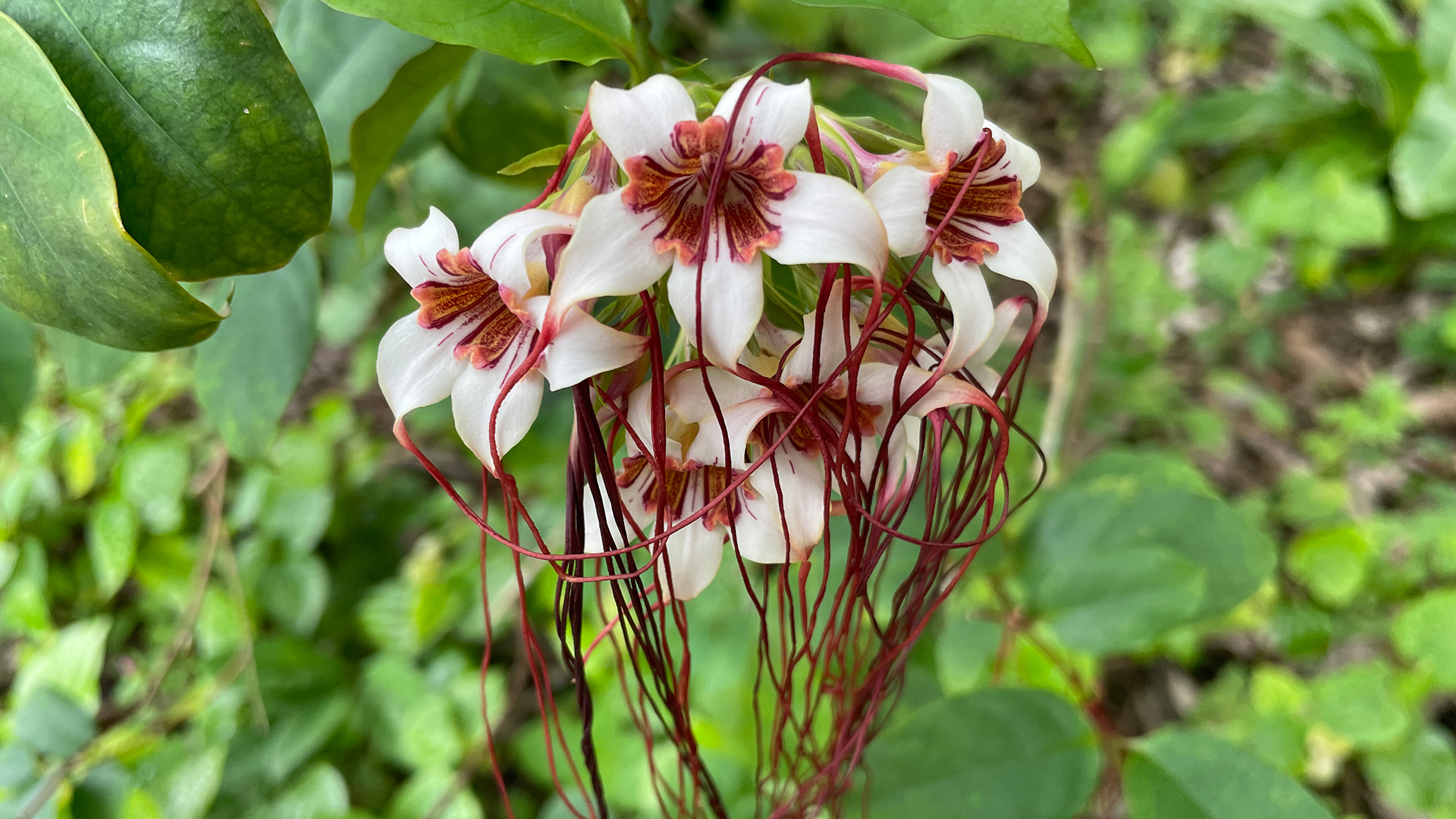<i>Strophanthus preussii</i>