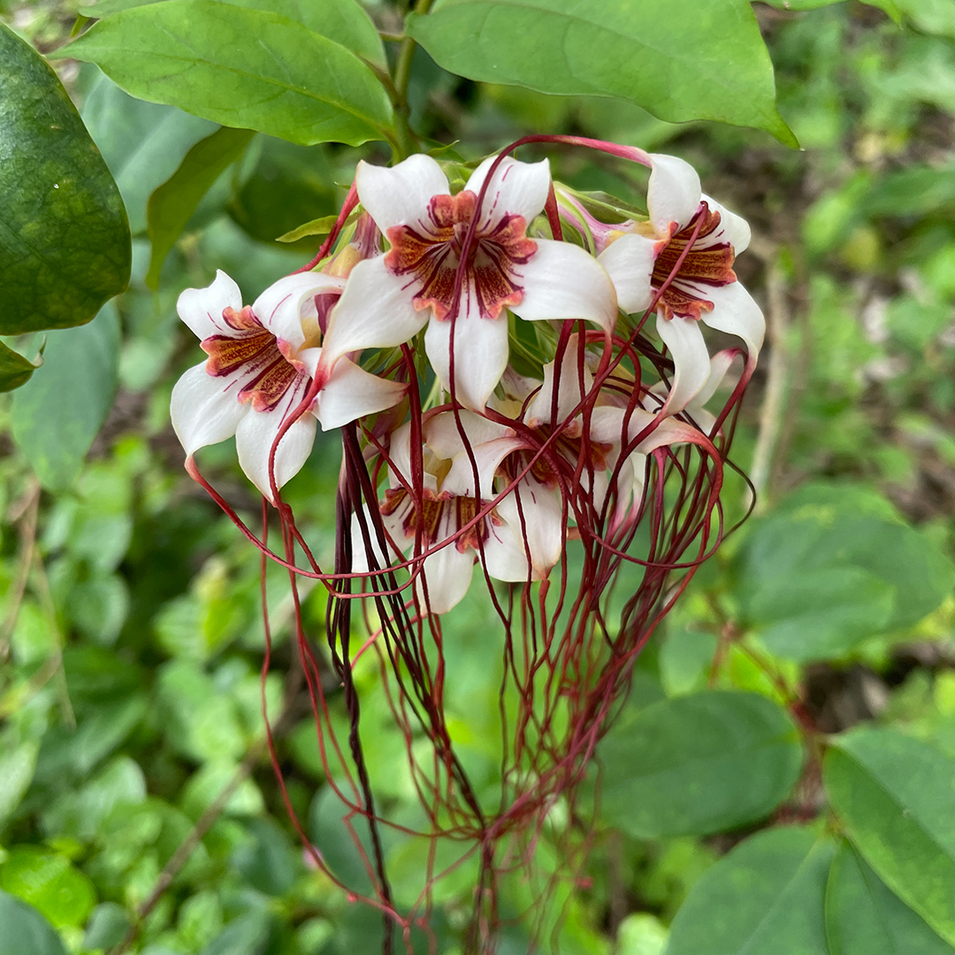 <i>Strophanthus preussii</i>