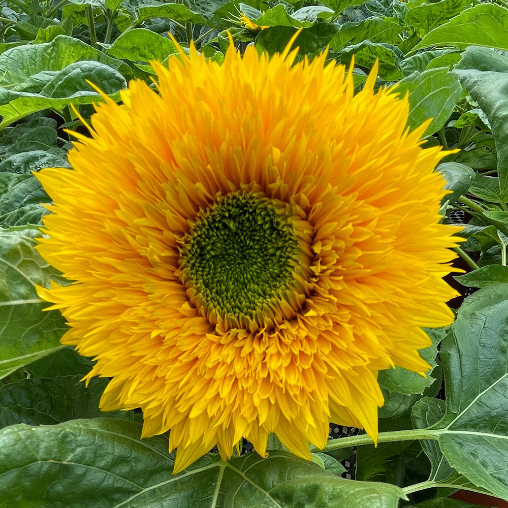 Common Sunflower (&lt;i&gt;Helianthus annuus&lt;/i&gt;)
