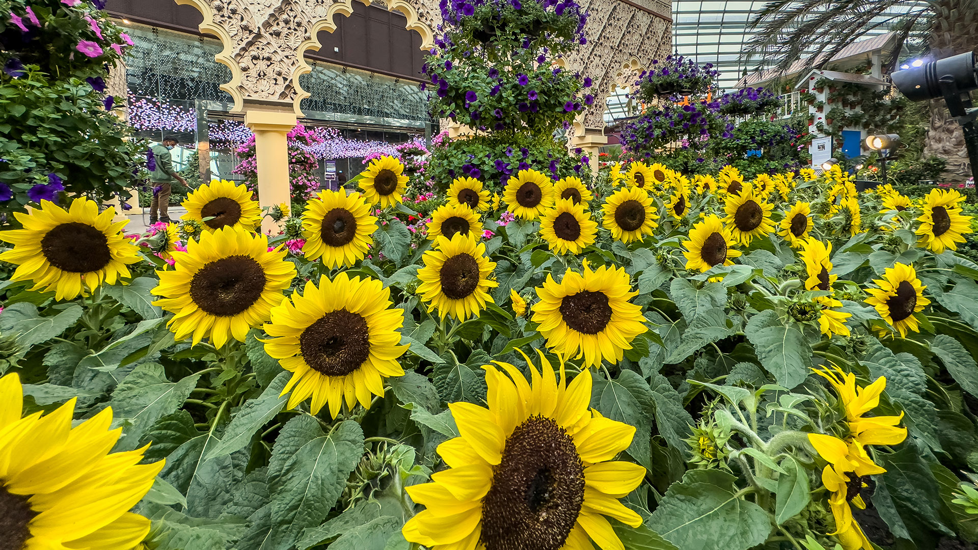 Common Sunflower (<i>Helianthus annuus</i>)