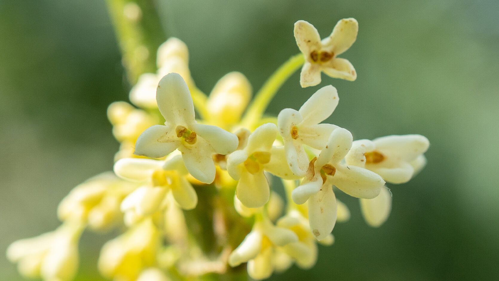 Sweet Osmanthus (<i>Osmanthus fragrans</i>)