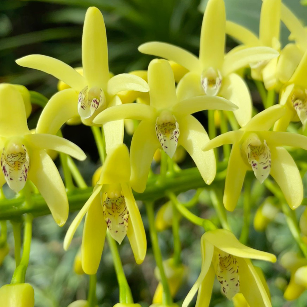 Sydney Rock Orchid &lt;i&gt;(Dendrobium speciosum &lt;/i&gt;var. &lt;i&gt;speciosum)&lt;/i&gt;