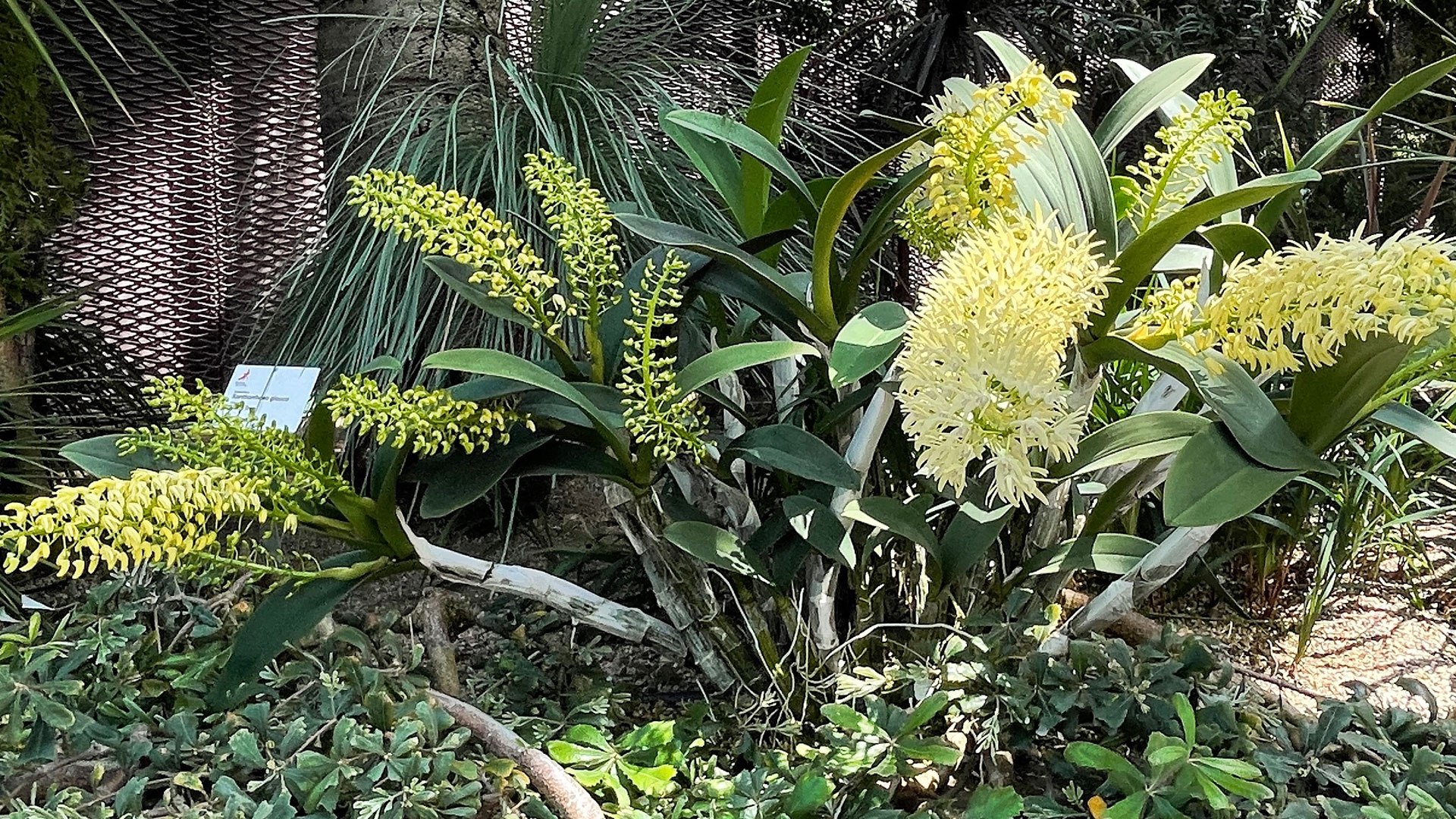 Sydney Rock Orchid <i>(Dendrobium speciosum </i>var. <i>speciosum)</i>
