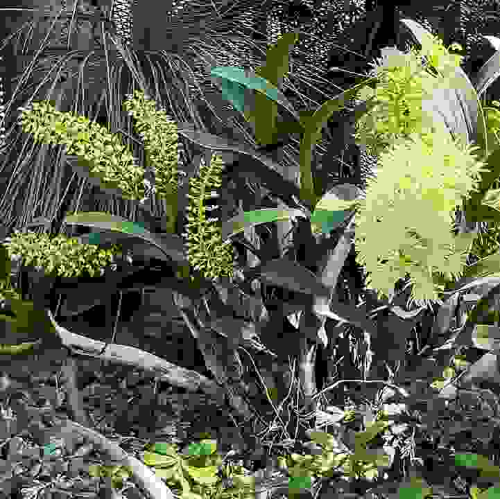 Sydney Rock Orchid &lt;i&gt;(Dendrobium speciosum &lt;/i&gt;var. &lt;i&gt;speciosum)&lt;/i&gt;