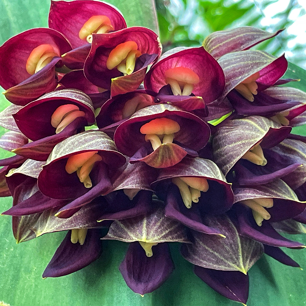 Teague's &lt;i&gt;Pleurothallis&lt;/i&gt; (&lt;i&gt;Pleurothallis teaguei&lt;/i&gt;)