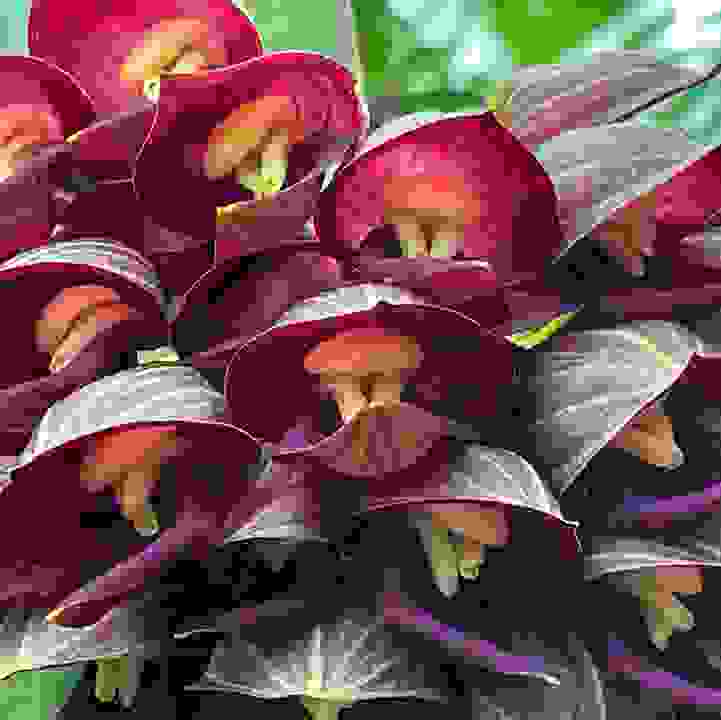 Teague's &lt;i&gt;Pleurothallis&lt;/i&gt; (&lt;i&gt;Pleurothallis teaguei&lt;/i&gt;)