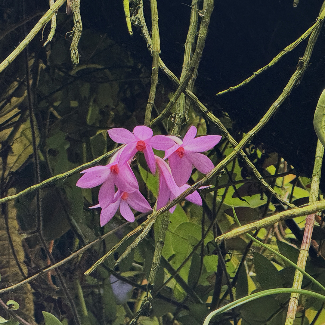 The Ball Dendrobium (<i>Dendrobium glomeratum</i>)