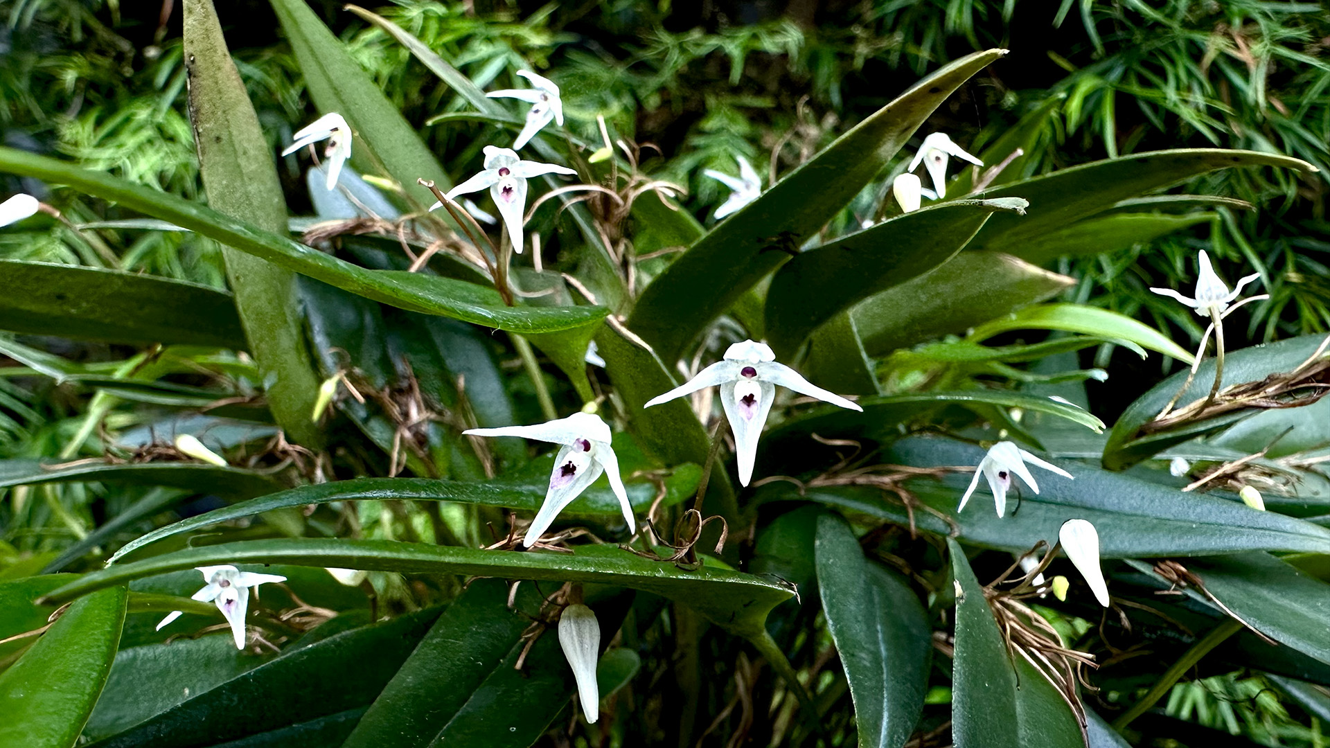 The Long-Stemmed Pleurothallis (<i>Pleurothallis eumecocaulon</i>)