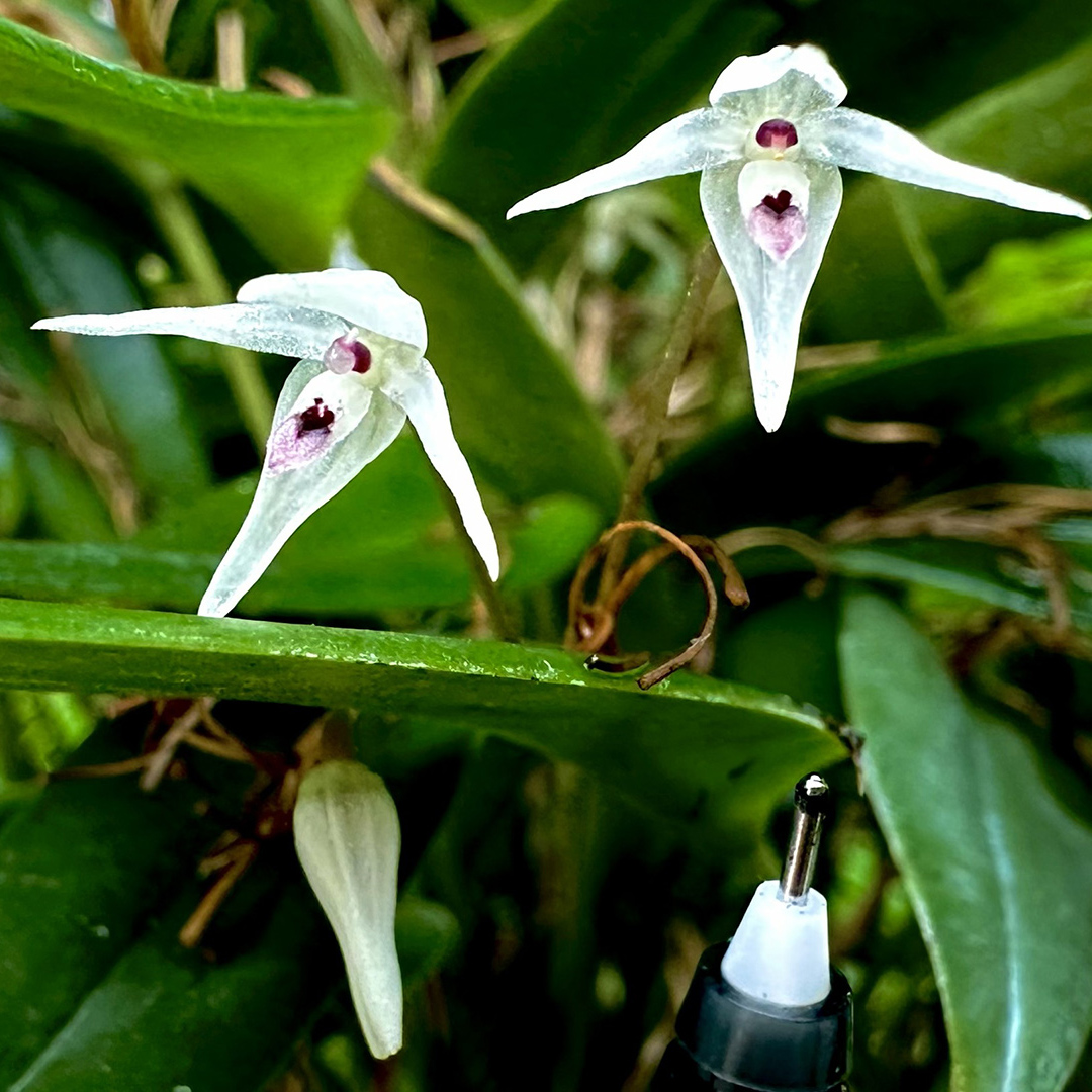 The Long-Stemmed Pleurothallis (<i>Pleurothallis eumecocaulon</i>)