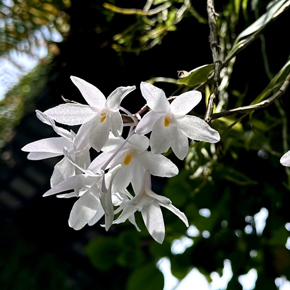 The Mountain Dendrobium (&lt;i&gt;Dendrobium montanum&lt;/i&gt;)