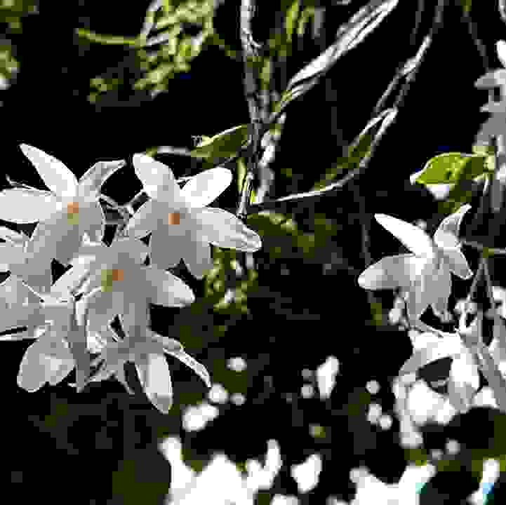 The Mountain Dendrobium (&lt;i&gt;Dendrobium montanum&lt;/i&gt;)