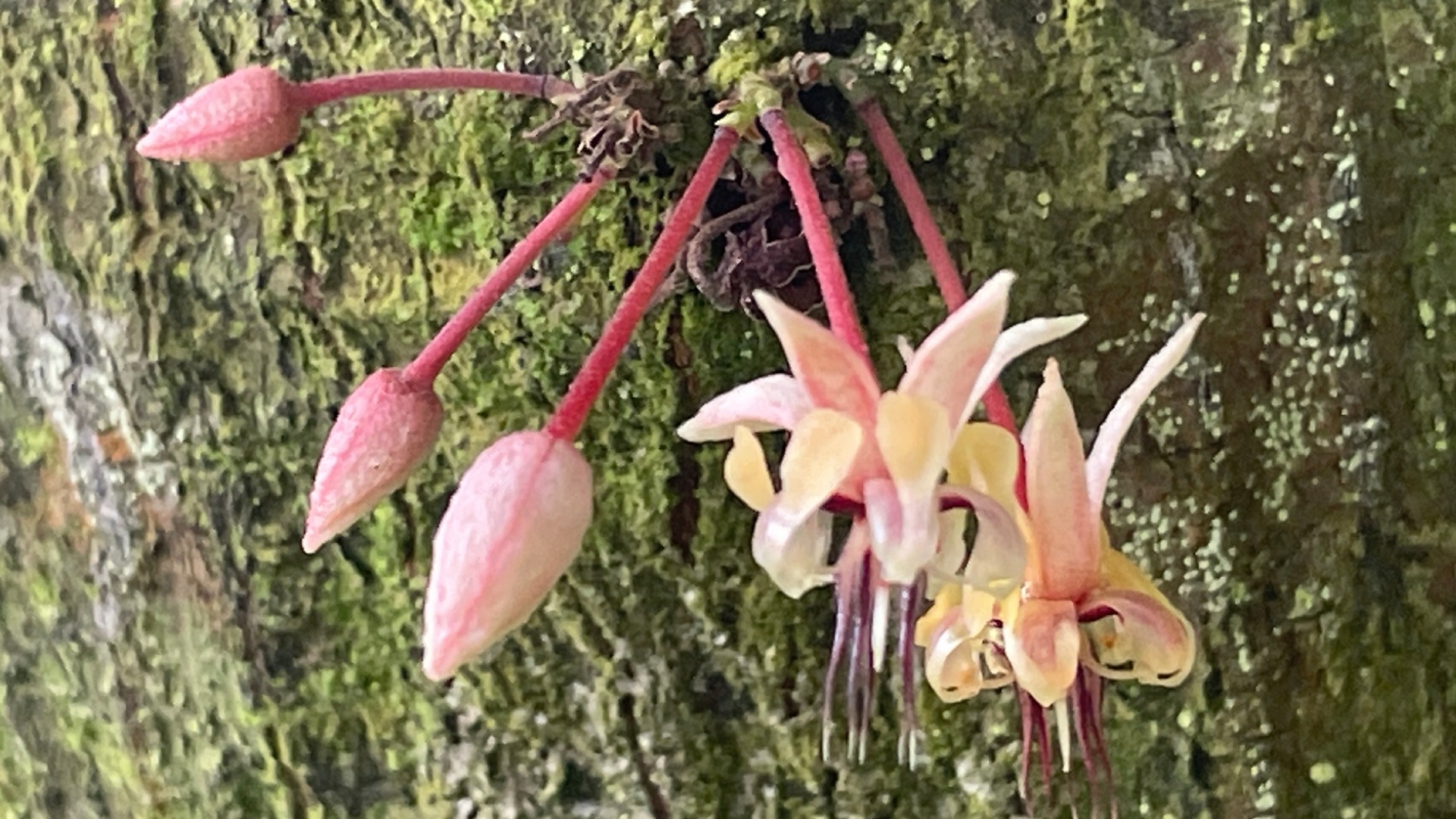 Cacao <i>(Theobroma cacao)</i>