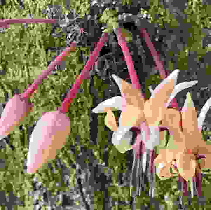 Cacao &lt;i&gt;(Theobroma cacao)&lt;/i&gt;