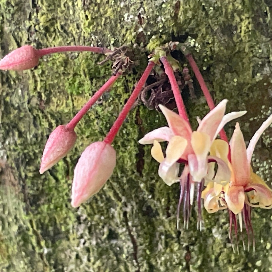 Cacao &lt;i&gt;(Theobroma cacao)&lt;/i&gt;