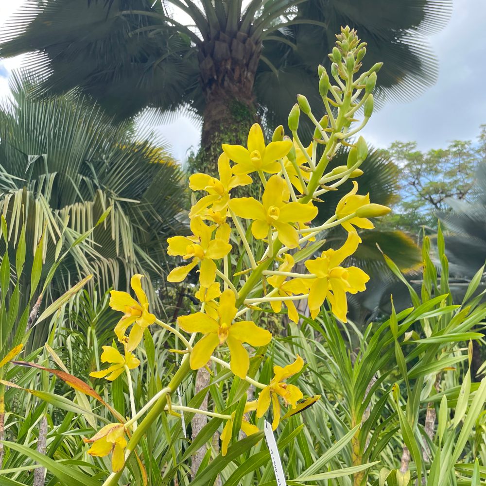 Tiger Orchid - Yellow-flowered form (&lt;i&gt;Grammatophyllum speciosum f. flavum&lt;i&gt;)