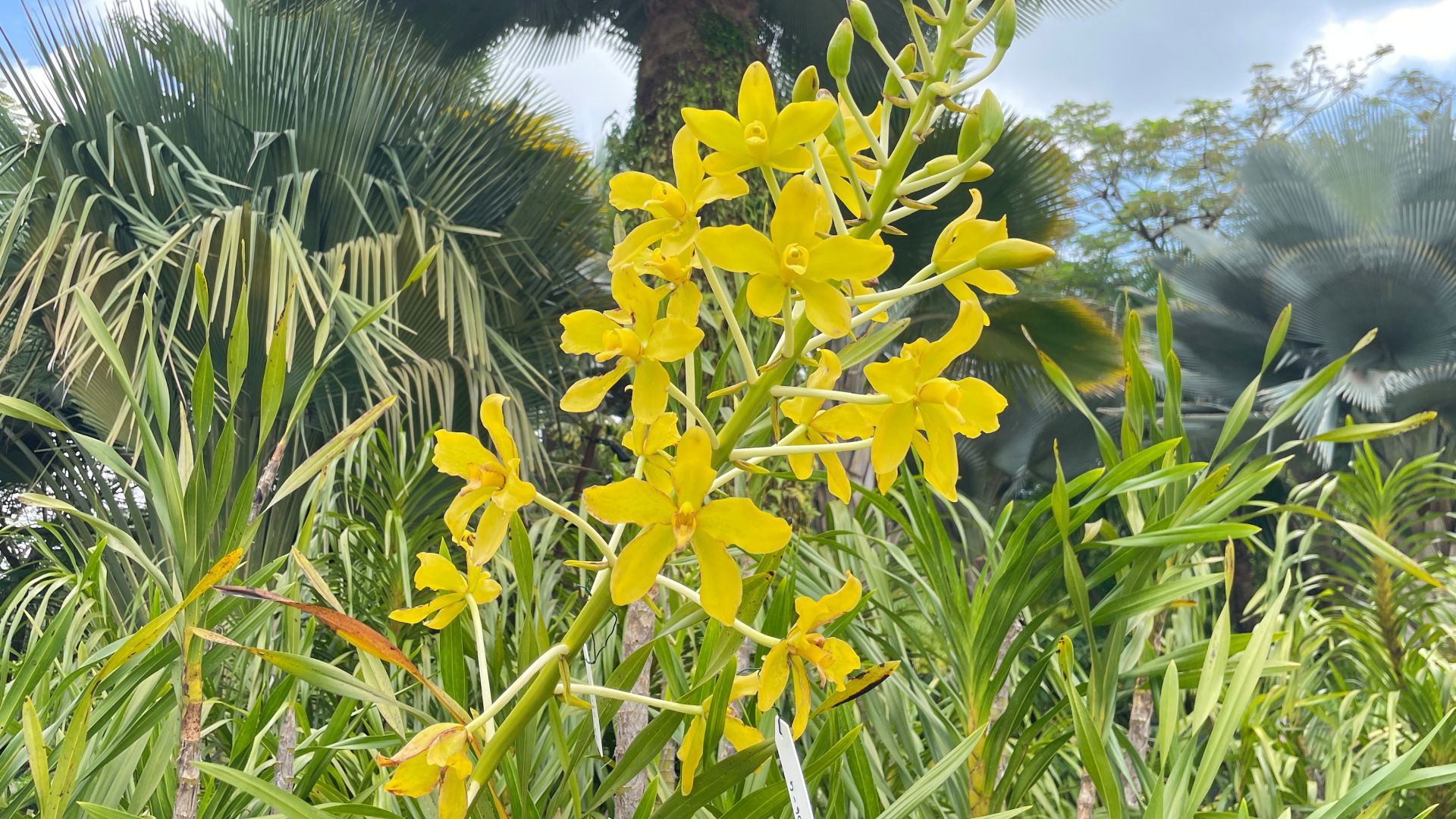 Tiger Orchid - Yellow-flowered form (<i>Grammatophyllum speciosum f. flavum<i>)