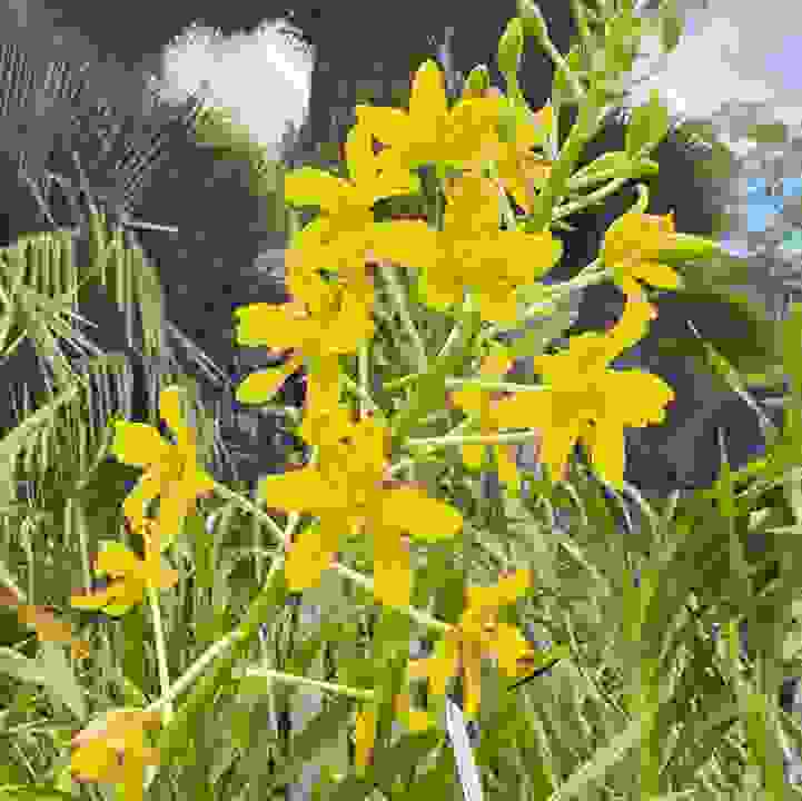 Tiger Orchid - Yellow-flowered form (&lt;i&gt;Grammatophyllum speciosum f. flavum&lt;i&gt;)