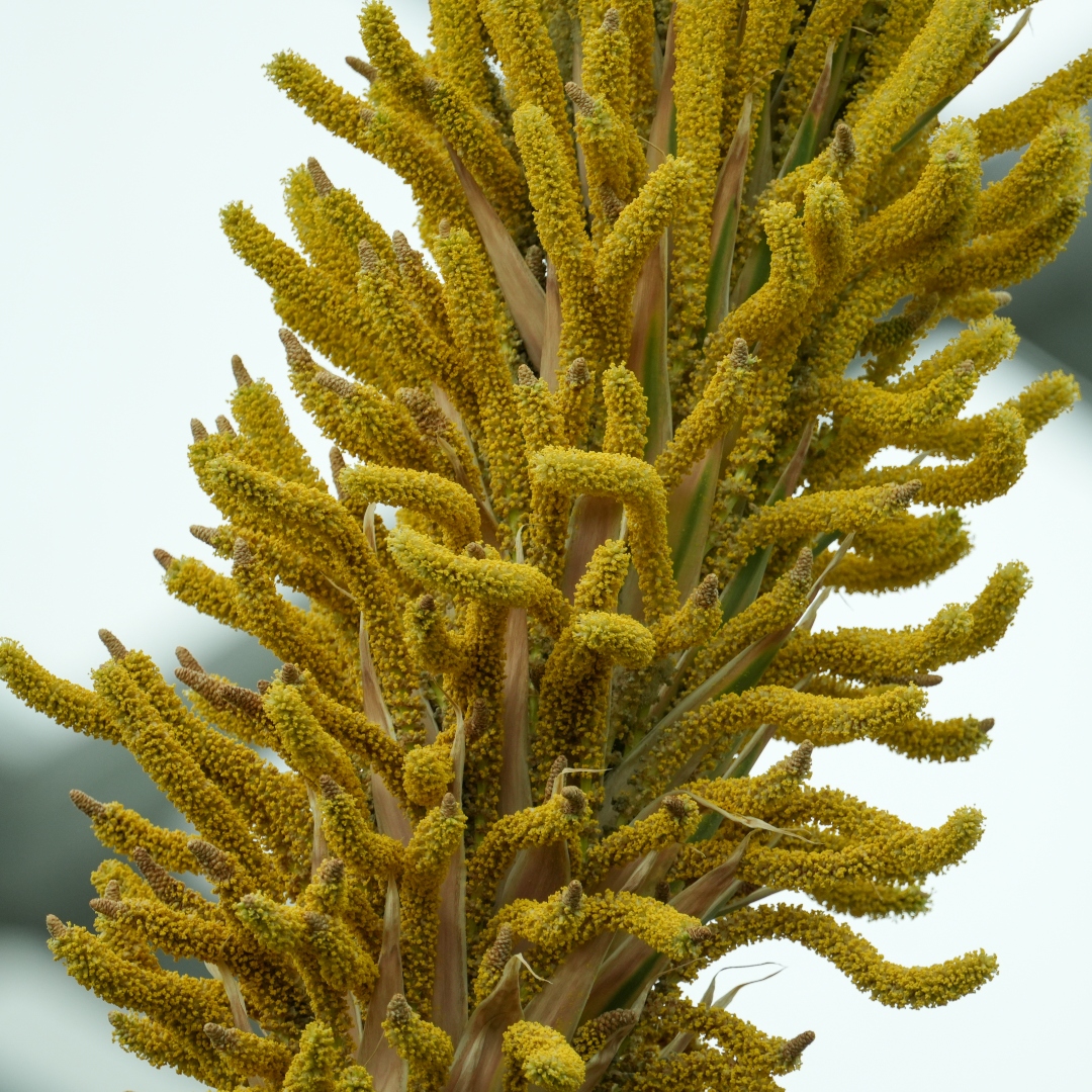 Toothless Desert Spoon (&lt;i&gt;Dasylirion quadrangulatum&lt;/i&gt;) 