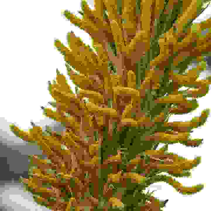Toothless Desert Spoon (&lt;i&gt;Dasylirion quadrangulatum&lt;/i&gt;) 