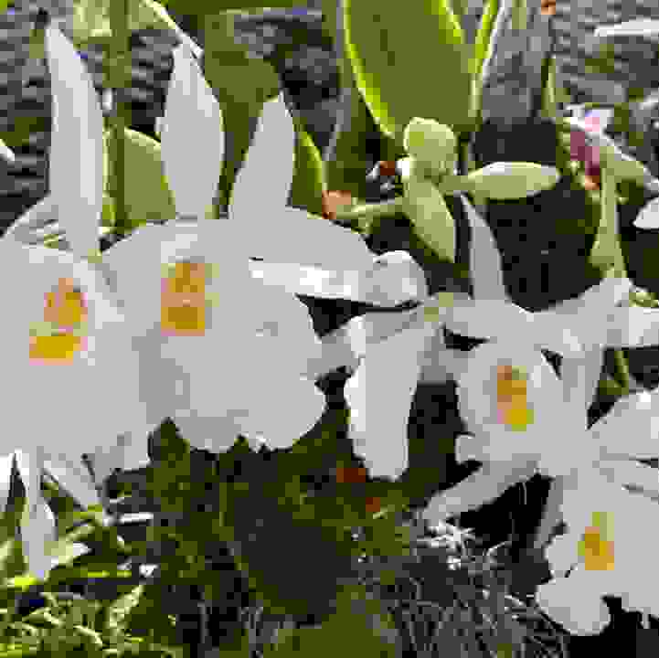 Hennis' Trichopilia (&lt;i&gt;Trichopilia hennisiana&lt;/i&gt;)