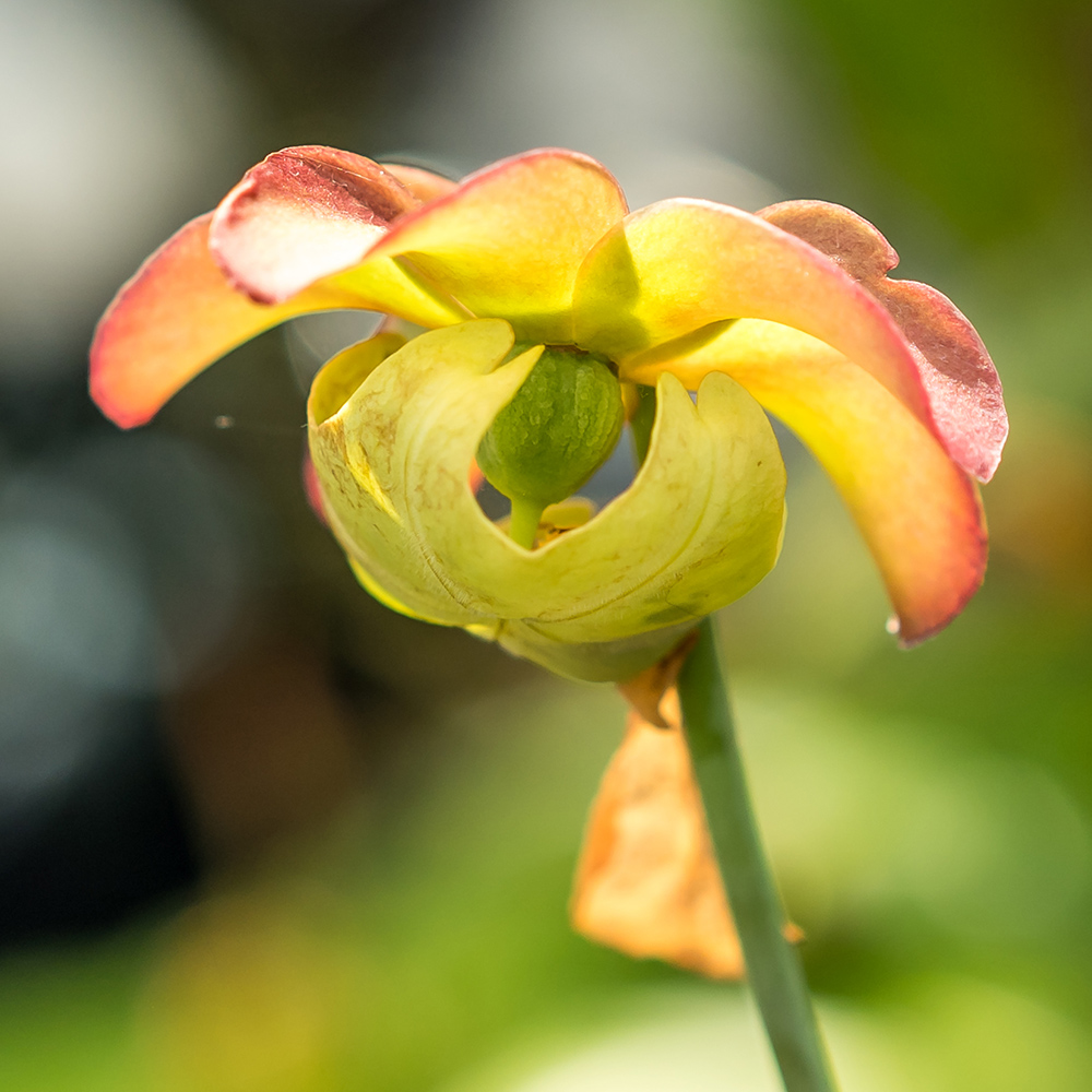 Trumpet Pitcher Plant (&lt;i&gt;Sarracenia&lt;/i&gt; cvs.)