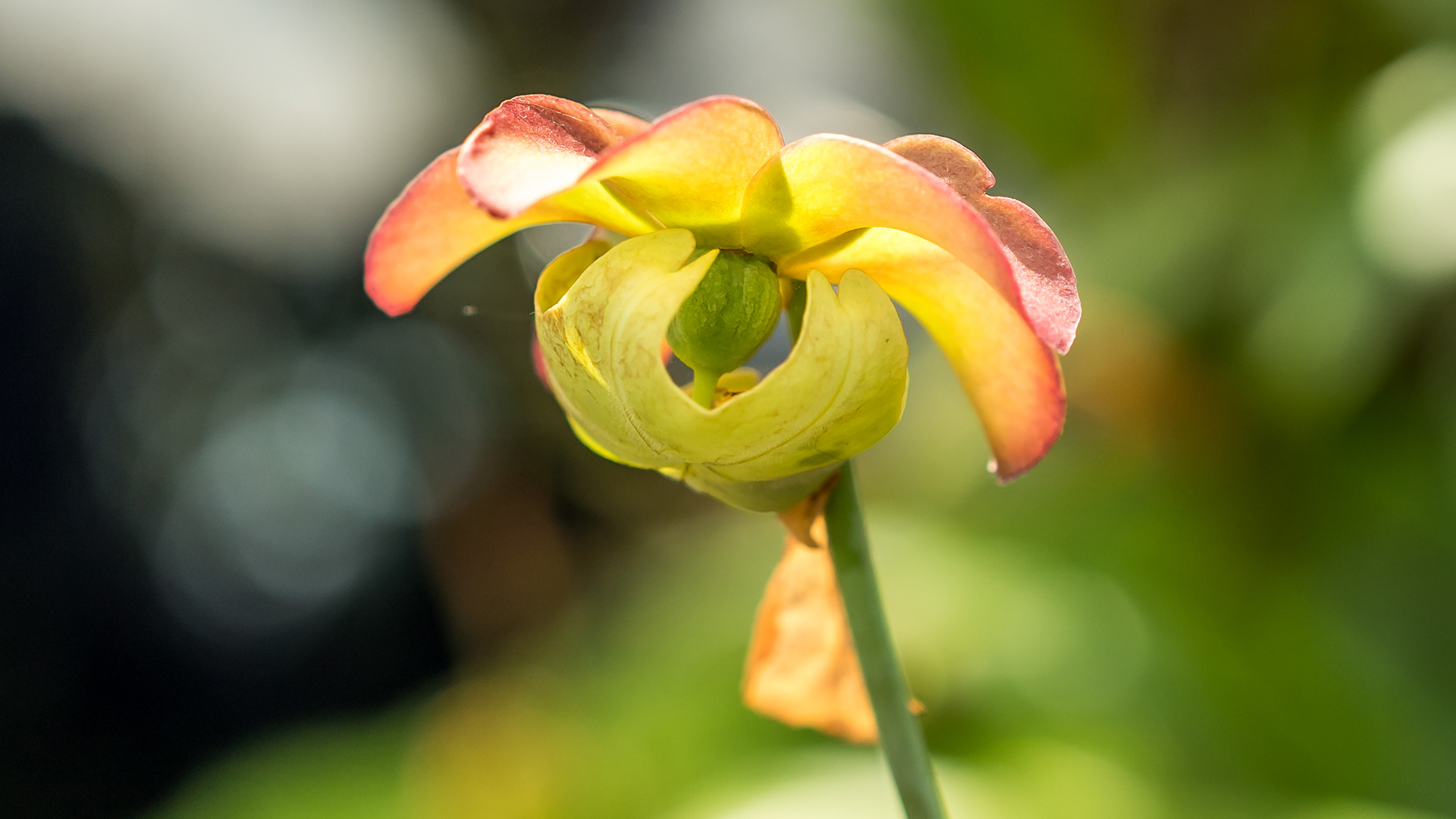 Trumpet Pitcher Plant (<i>Sarracenia</i> cvs.)