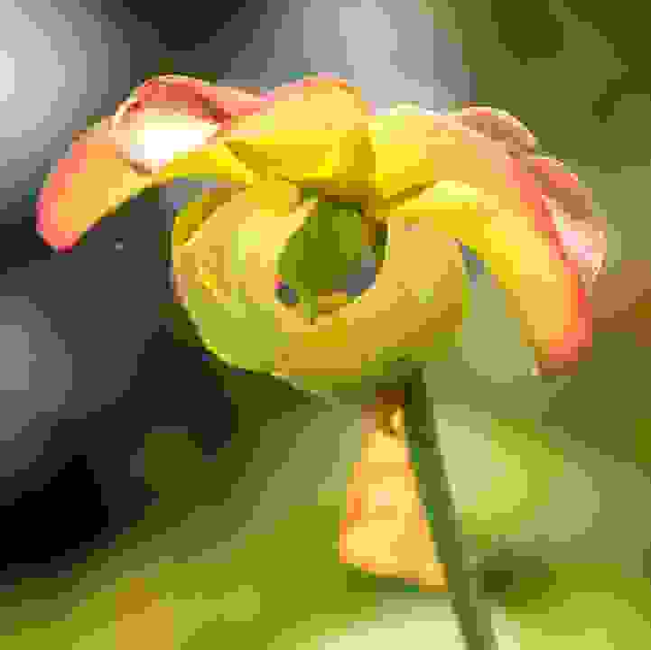 Trumpet Pitcher Plant (&lt;i&gt;Sarracenia&lt;/i&gt; cvs.)