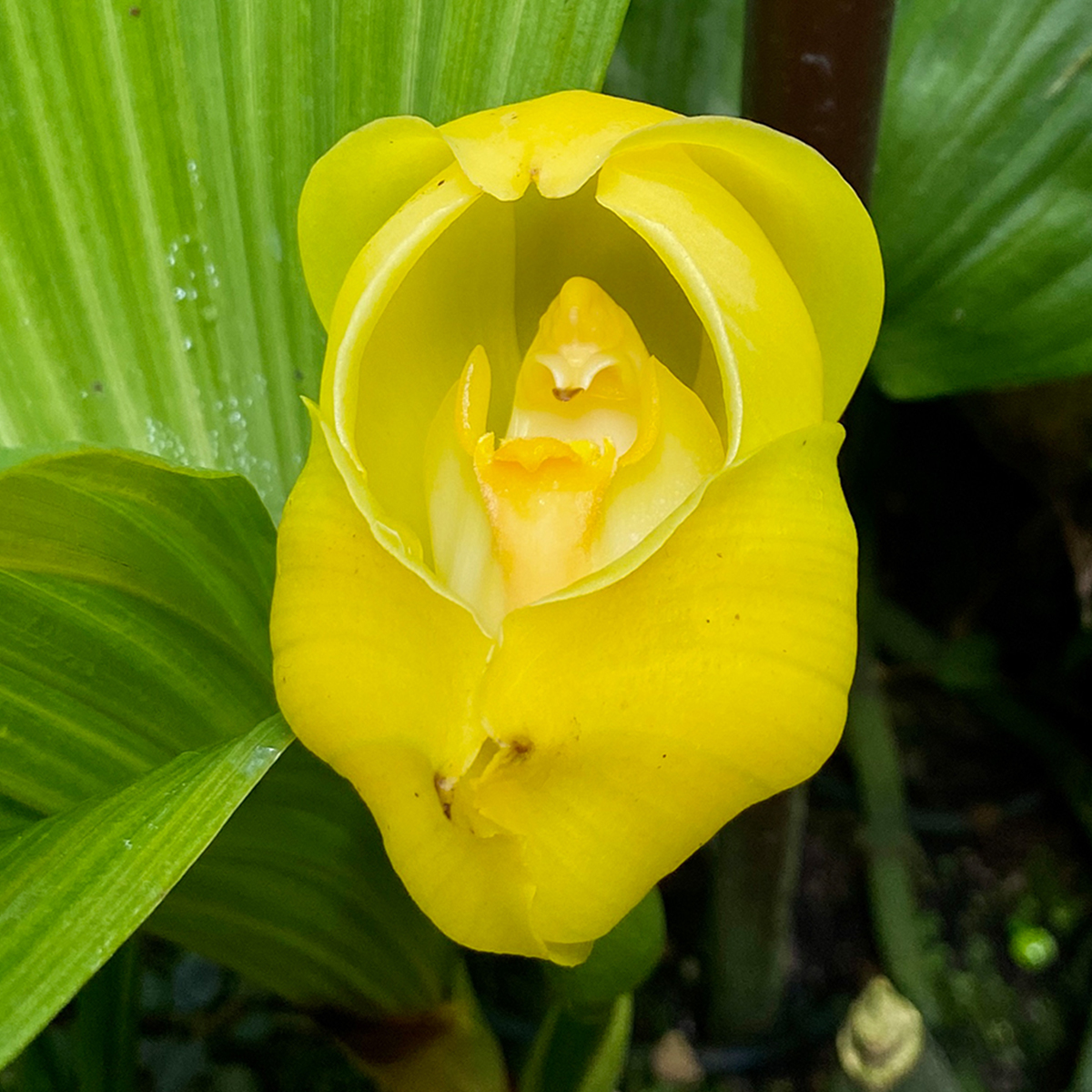 Tulip Orchid &lt;i&gt;(Anguloa clowesii)&lt;/i&gt;