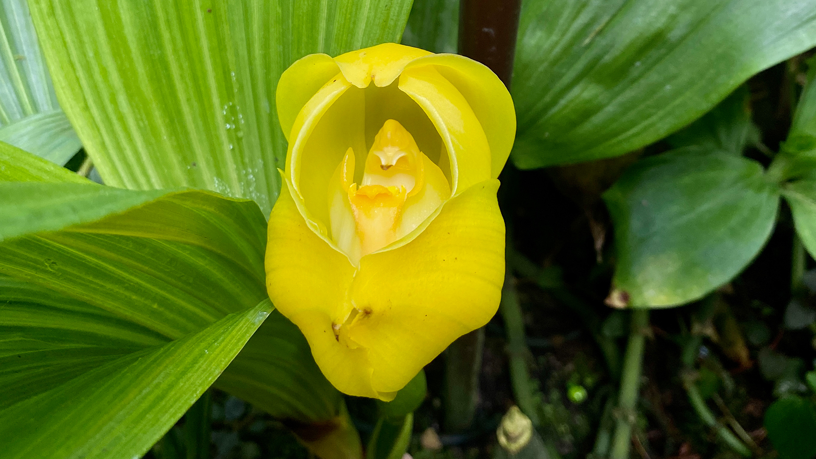 Tulip Orchid (Anguloa clowesii)