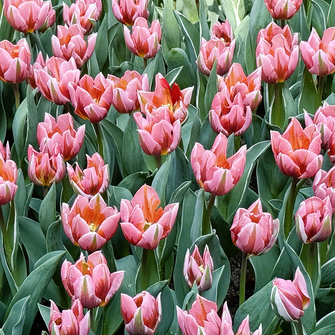 <i>Tulipa</i> 'Pretty Princess'