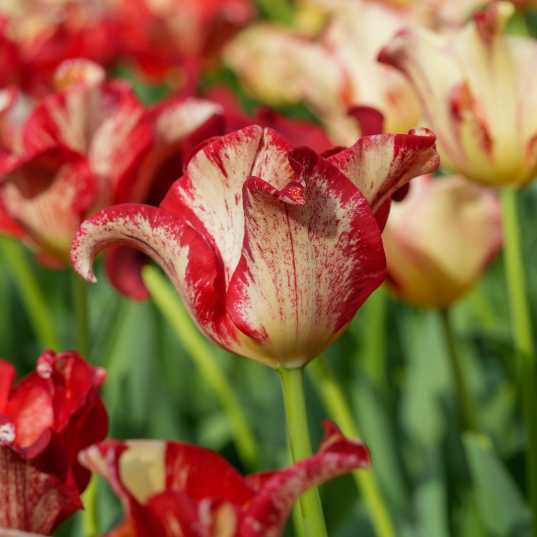 Tulipa &lsquo;Striped Crown&rsquo;