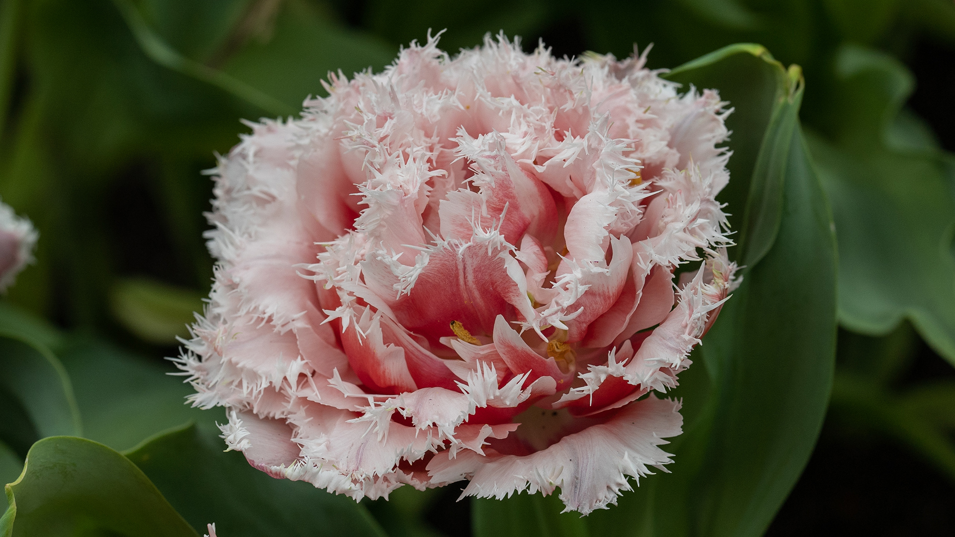 Tulip (<i>Tulipa</i> hybrids and cultivars)