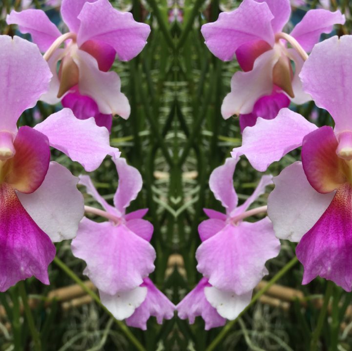 Vanda Miss Joaquim (&lt;i&gt;Papilionanthe&lt;/i&gt; Miss Joaquim)