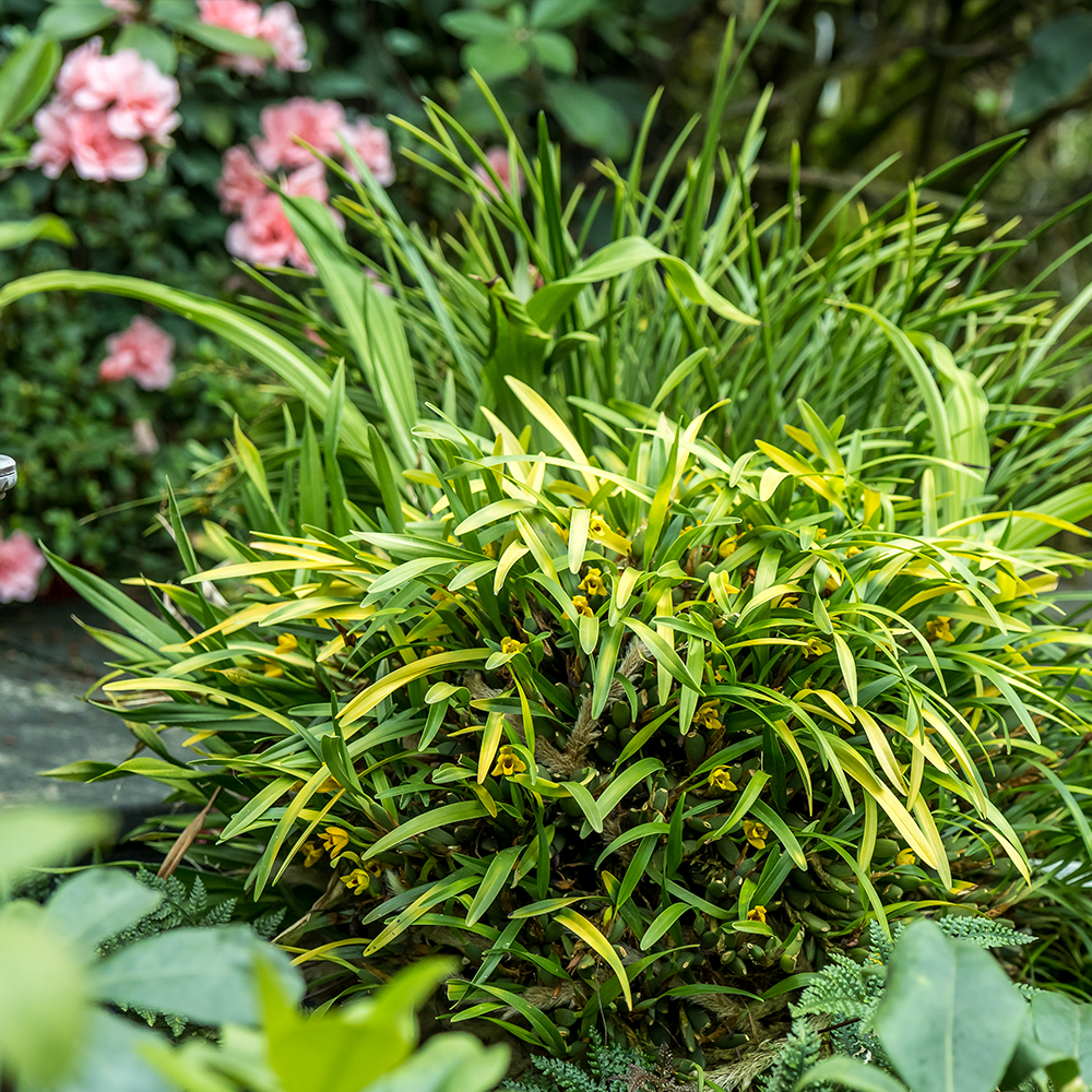 The Variable Maxillaria  (&lt;i&gt;Maxillaria variabilis&lt;/i&gt;)