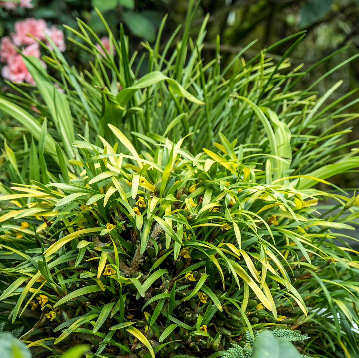 The Variable Maxillaria  (&lt;i&gt;Maxillaria variabilis&lt;/i&gt;)