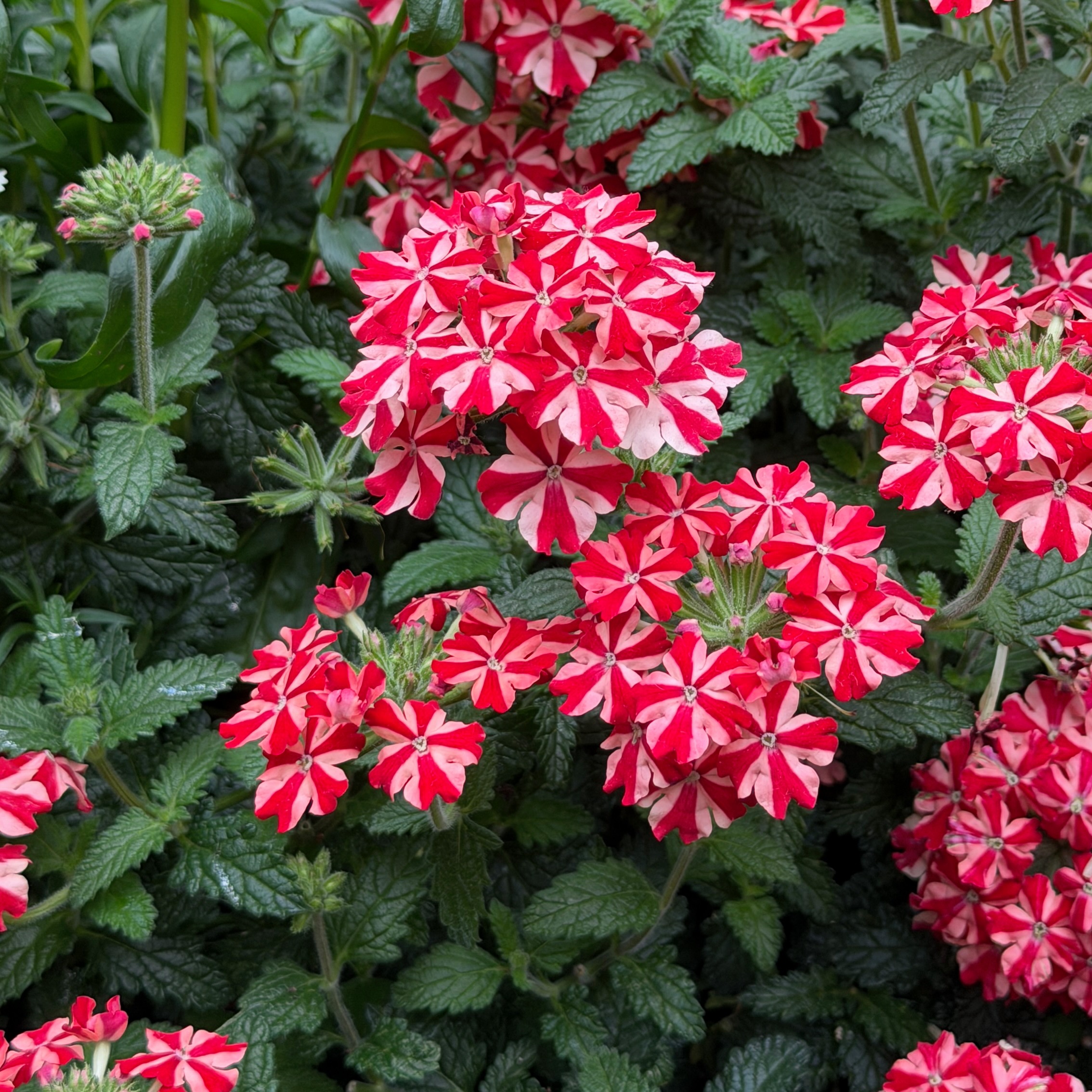 <i>Verbena</i> Firehouse&amp;#8482; &lsquo;Peppermint&rsquo; 