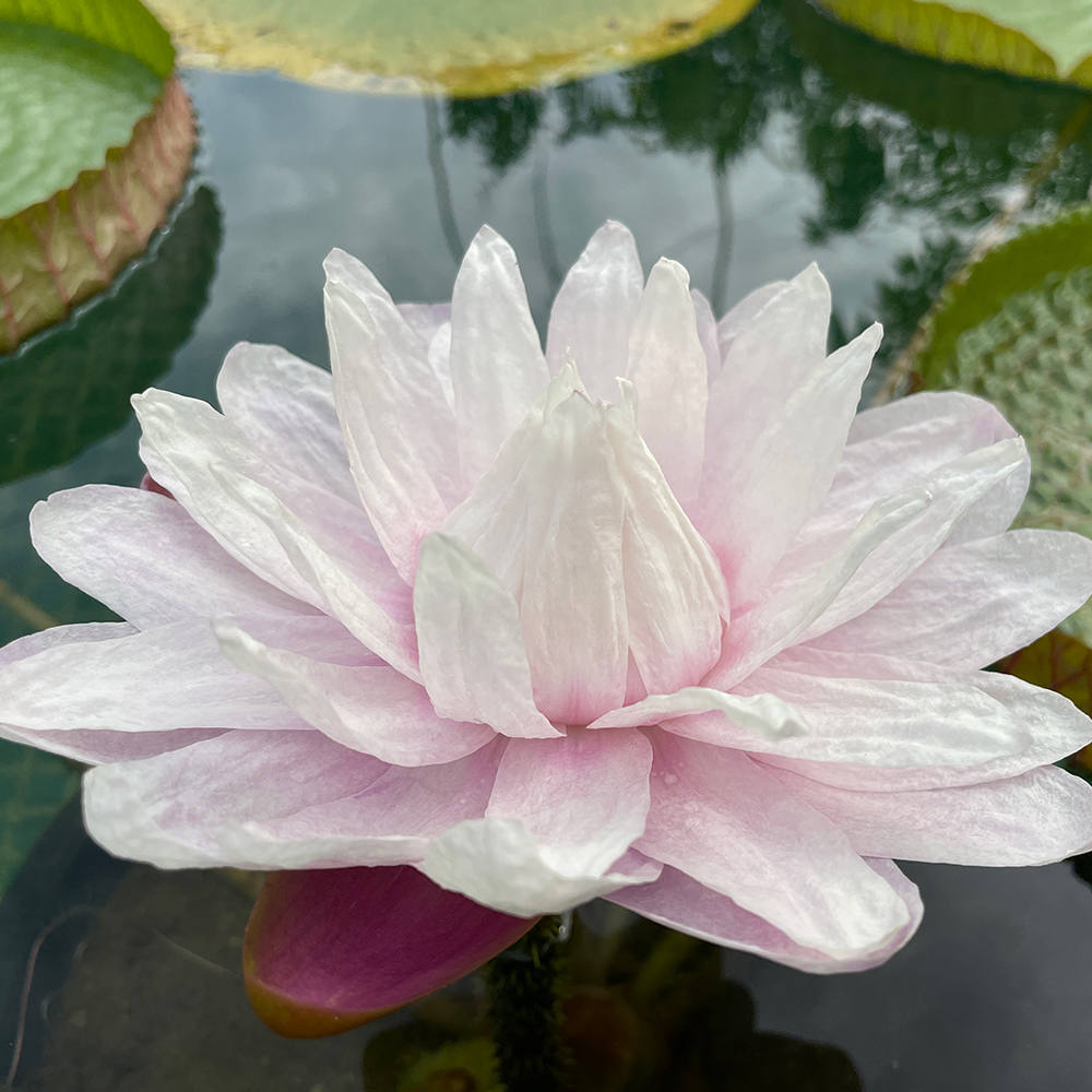 Victoria Water Lilies (<i>Victoria</i> spp.)