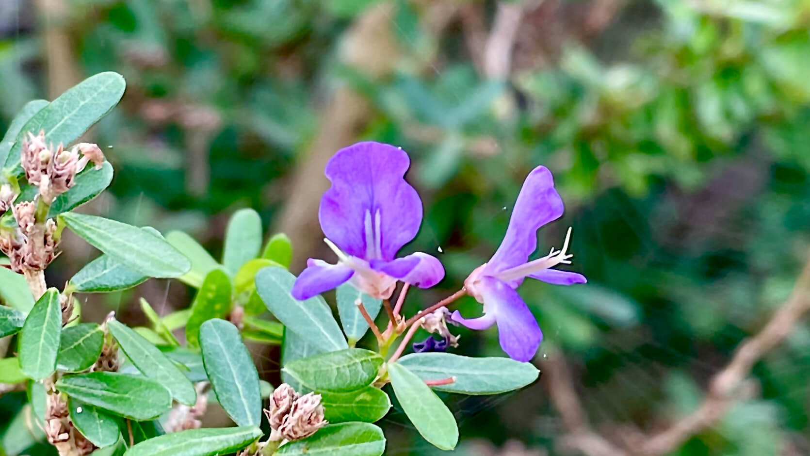 Vietnamese Blue Bell Tree <i>(Trifidacanthus unifoliolatus)</i>