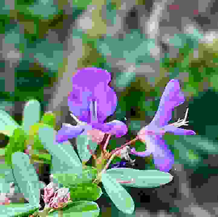 Vietnamese Blue Bell Tree &lt;i&gt;(Trifidacanthus unifoliolatus)&lt;/i&gt;