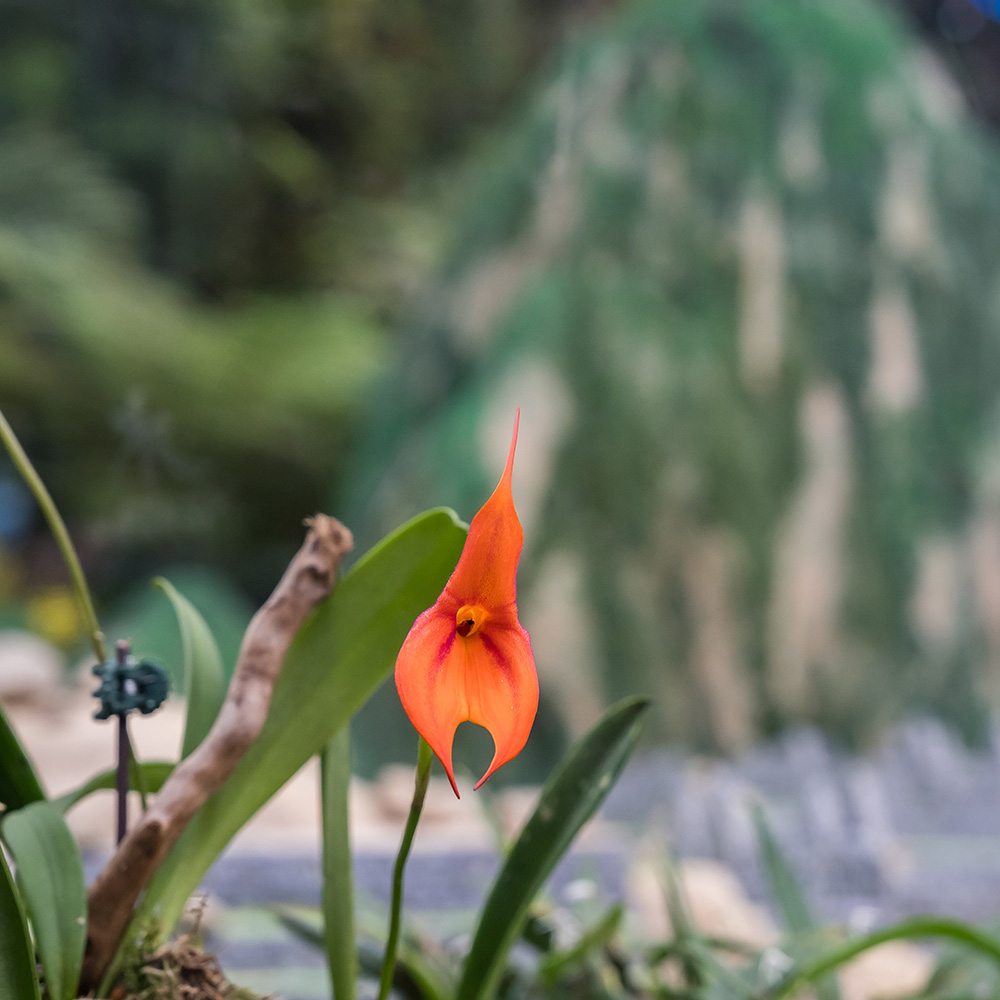 Waqanki (&lt;i&gt;Masdevallia veitchiana &lt;/i&gt;)