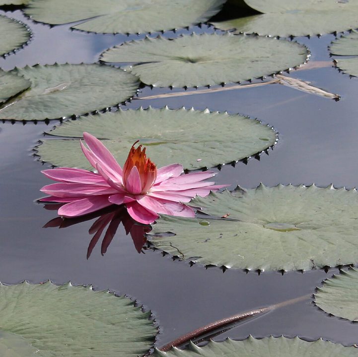 Water Lily (&lt;i&gt;Nymphaea&lt;/i&gt; cultivars)