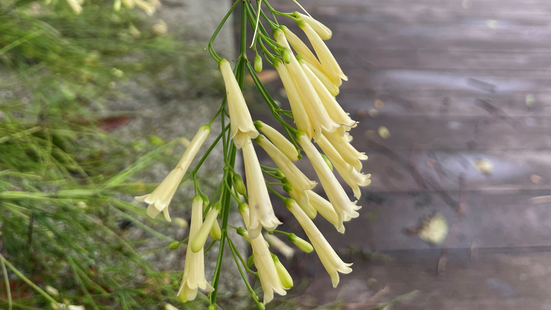 Yellow Firecracker Plant  (<i>Russelia equisetiformis</i> ‘Lemon Falls’)